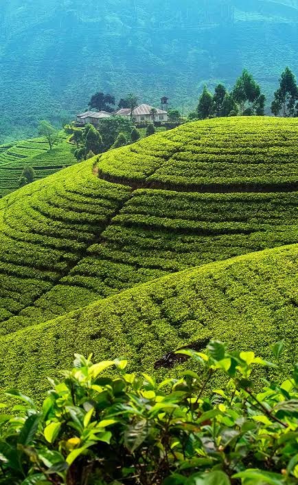 Tea Plantations in Sri Lanka